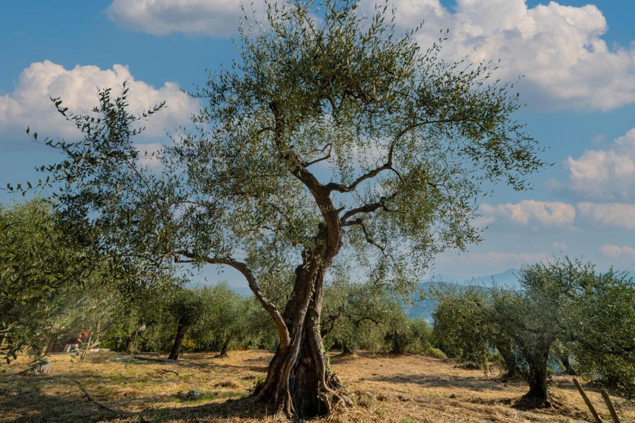 Casetta Maduneta immersa in un oliveto Dolceacqua Esterno foto