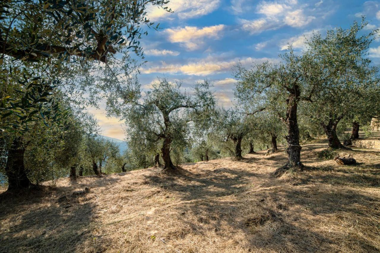 Casetta Maduneta immersa in un oliveto Dolceacqua Esterno foto