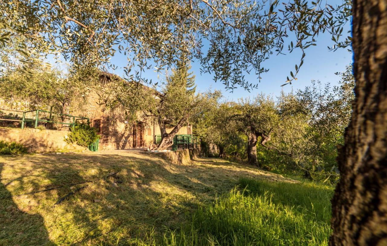 Casetta Maduneta immersa in un oliveto Dolceacqua Esterno foto